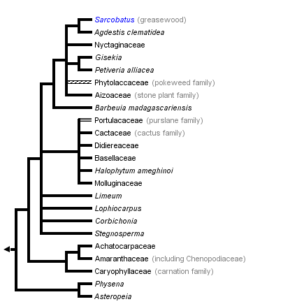 taxon links