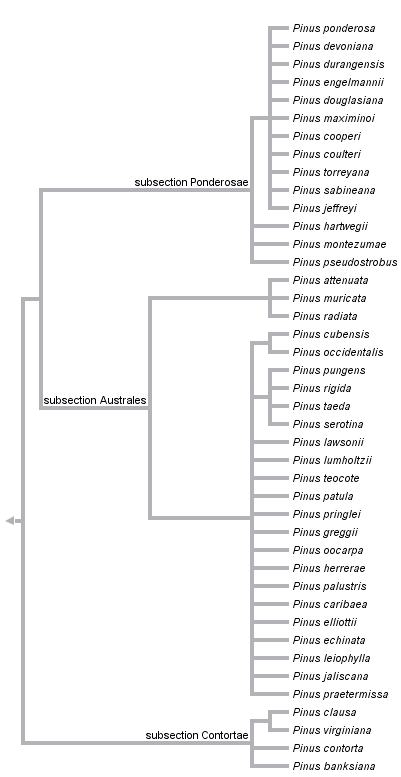 taxon links