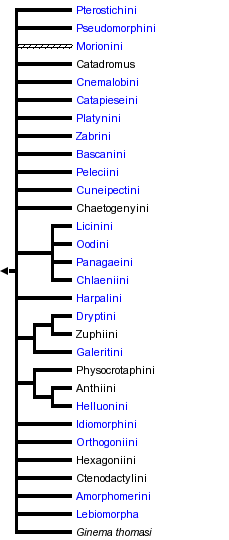 taxon links