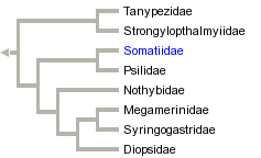 taxon links