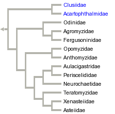 taxon links