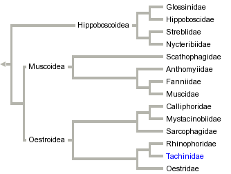 taxon links