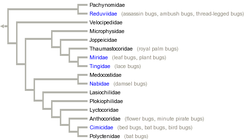 taxon links