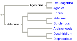 taxon links