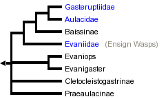 taxon links