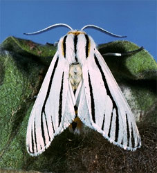 Clio moth