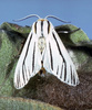 Clio moth