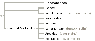 taxon links