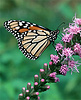 Monarch butterfly