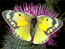 Alfalfa butterfly