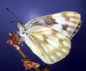 Western checkered white butterfly