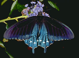 pipevine swallowtail butterfly