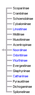 taxon links