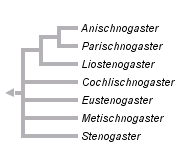taxon links