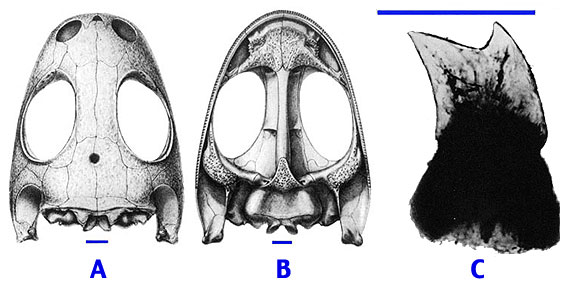 Pedicellate Teeth