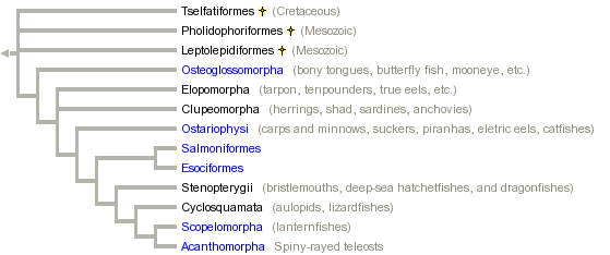 taxon links