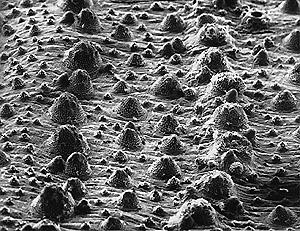 SEM of Bunocephalus skin