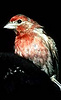 A male House Finch, Carpodacus mexicanus
