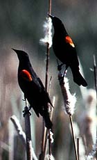 Red-winged Blackbirds, Agelaius phoeniceus 