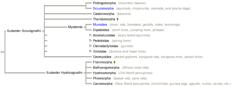 taxon links