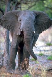 African elephant