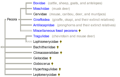 taxon links