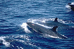 False killer whales