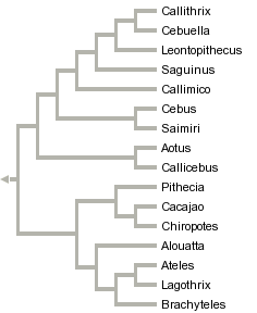 taxon links