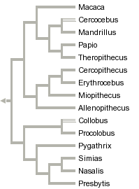 taxon links