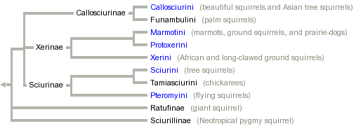 taxon links