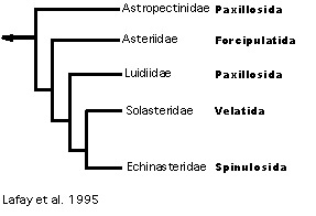 Lafay et al's 1995 hypothesis of Asteroidea relationships