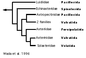 Wada et al's 1996 hypothesis of Asteroidea relationships