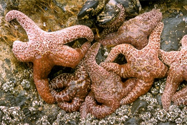 ochre sea stars