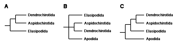 Recent hypotheses about holothuroid relationships