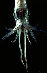 Pyroteuthis addolux