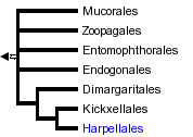 taxon links