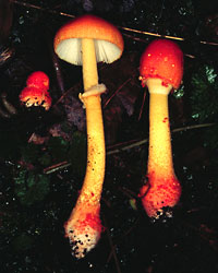 Fruiting structures of the mushroom Amanita rubrovaginata