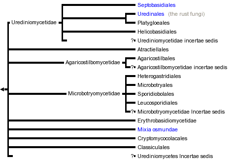 taxon links