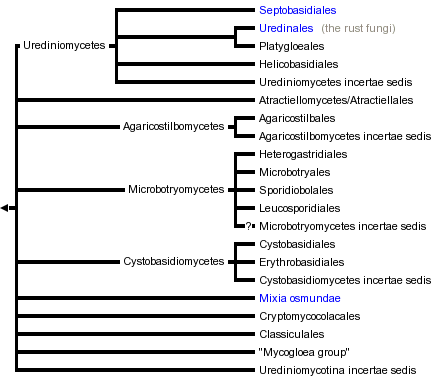 taxon links