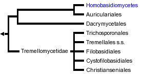 taxon links