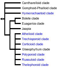 taxon links