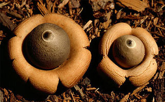 Earthstar, Geastrum saccatum