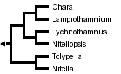 taxon links