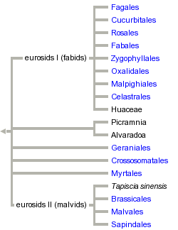 taxon links