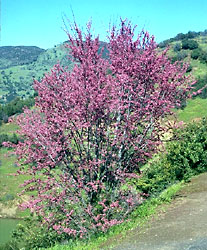 California redbud, Cercis occidentalis