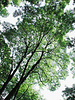 European ash, Fraxinus excelsior