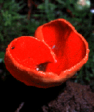 Fruiting body of the scarlet cup fungus