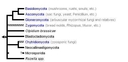 taxon links