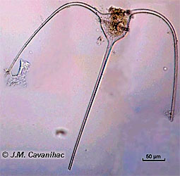 Ceratium dinoflagellate