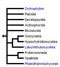 taxon links